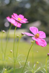 138タワーパーク、コスモス、ツインアーチ138、10月の秋の花、愛知県一宮市の観光・撮影スポットの画像と写真
