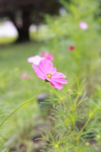 138タワーパーク、コスモス、ツインアーチ138、10月の秋の花、愛知県一宮市の観光・撮影スポットの画像と写真