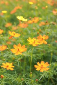 138タワーパーク、コスモス、ツインアーチ138、10月の秋の花、愛知県一宮市の観光・撮影スポットの画像と写真