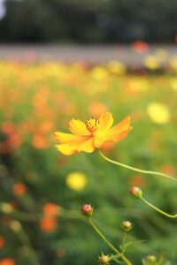 138タワーパーク、コスモス、ツインアーチ138、10月の秋の花、愛知県一宮市の観光・撮影スポットの画像と写真