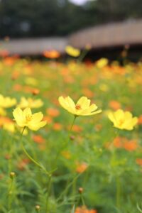 138タワーパーク、コスモス、ツインアーチ138、10月の秋の花、愛知県一宮市の観光・撮影スポットの画像と写真
