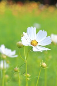 138タワーパーク、コスモス、ツインアーチ138、10月の秋の花、愛知県一宮市の観光・撮影スポットの画像と写真