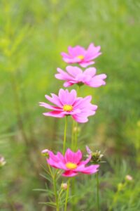 138タワーパーク、コスモス、ツインアーチ138、10月の秋の花、愛知県一宮市の観光・撮影スポットの画像と写真