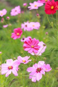 138タワーパーク、コスモス、ツインアーチ138、10月の秋の花、愛知県一宮市の観光・撮影スポットの画像と写真