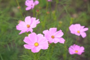 138タワーパーク、コスモス、ツインアーチ138、10月の秋の花、愛知県一宮市の観光・撮影スポットの画像と写真