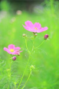 138タワーパーク、コスモス、ツインアーチ138、10月の秋の花、愛知県一宮市の観光・撮影スポットの画像と写真