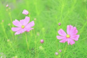 138タワーパーク、コスモス、ツインアーチ138、10月の秋の花、愛知県一宮市の観光・撮影スポットの画像と写真