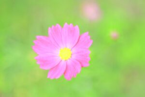 138タワーパーク、コスモス、ツインアーチ138、10月の秋の花、愛知県一宮市の観光・撮影スポットの画像と写真