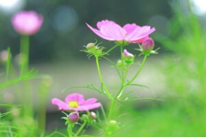 138タワーパーク、コスモス、ツインアーチ138、10月の秋の花、愛知県一宮市の観光・撮影スポットの画像と写真