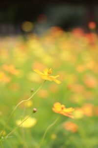 138タワーパーク、コスモス、ツインアーチ138、10月の秋の花、愛知県一宮市の観光・撮影スポットの画像と写真