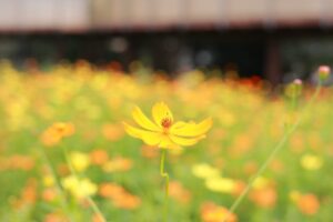 138タワーパーク、コスモス、ツインアーチ138、10月の秋の花、愛知県一宮市の観光・撮影スポットの画像と写真