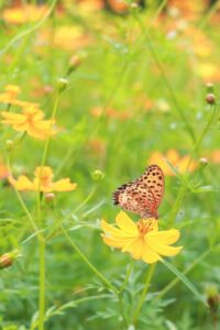 138タワーパーク、コスモス、ツインアーチ138、10月の秋の花、愛知県一宮市の観光・撮影スポットの画像と写真