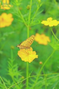 138タワーパーク、コスモス、ツインアーチ138、10月の秋の花、愛知県一宮市の観光・撮影スポットの画像と写真