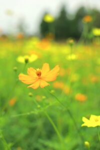 138タワーパーク、コスモス、ツインアーチ138、10月の秋の花、愛知県一宮市の観光・撮影スポットの画像と写真