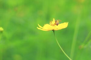 138タワーパーク、コスモス、ツインアーチ138、10月の秋の花、愛知県一宮市の観光・撮影スポットの画像と写真
