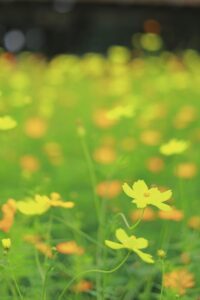 138タワーパーク、コスモス、ツインアーチ138、10月の秋の花、愛知県一宮市の観光・撮影スポットの画像と写真