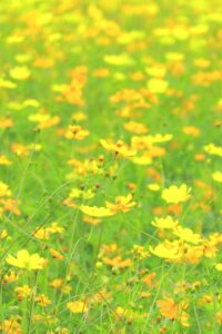 138タワーパーク、コスモス、ツインアーチ138、10月の秋の花、愛知県一宮市の観光・撮影スポットの画像と写真