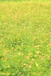 138タワーパーク、コスモス、ツインアーチ138、10月の秋の花、愛知県一宮市の観光・撮影スポットの画像と写真