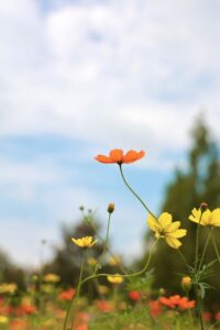 138タワーパーク、コスモス、ツインアーチ138、10月の秋の花、愛知県一宮市の観光・撮影スポットの画像と写真