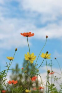 138タワーパーク、コスモス、ツインアーチ138、10月の秋の花、愛知県一宮市の観光・撮影スポットの画像と写真