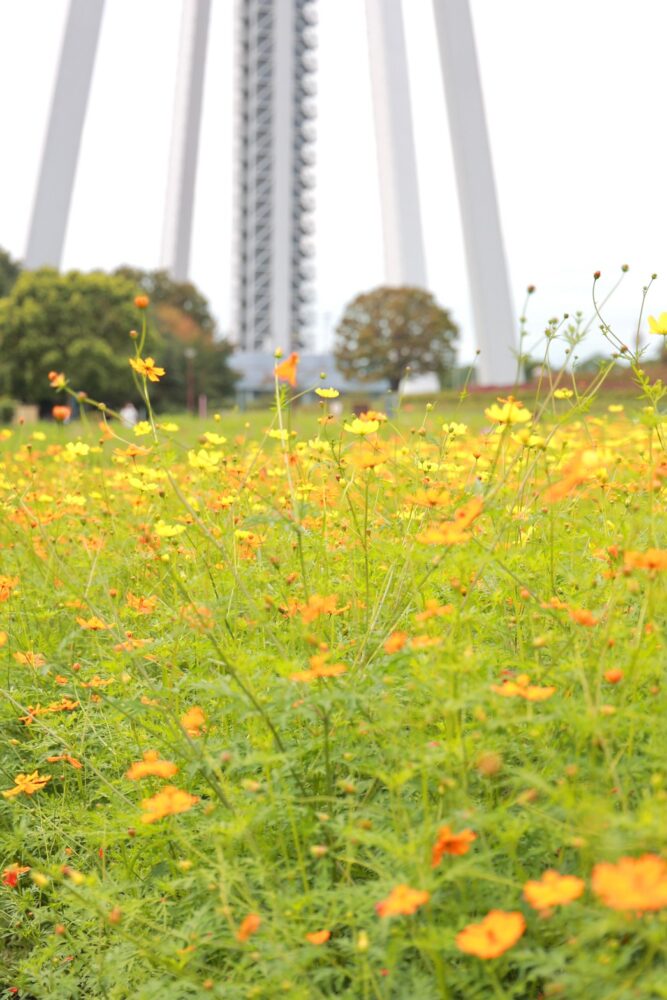 138タワーパーク、コスモス、ツインアーチ138、10月の秋の花、愛知県一宮市の観光・撮影スポットの画像と写真