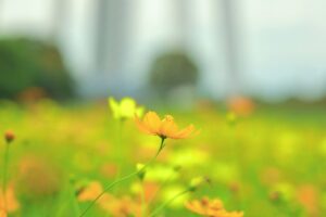 138タワーパーク、コスモス、ツインアーチ138、10月の秋の花、愛知県一宮市の観光・撮影スポットの画像と写真