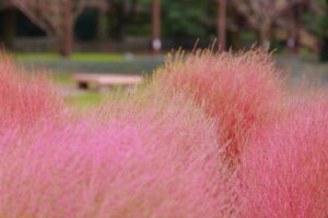 138タワーパーク、コキア、ツインアーチ138、10月の秋の花、愛知県一宮市の観光・撮影スポットの画像と写真
