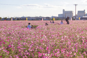 赤松コスモス畑、コスモス、愛知県安城市の観光・撮影スポットの名所