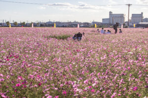 赤松コスモス畑、コスモス、愛知県安城市の観光・撮影スポットの名所