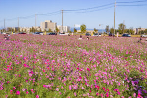 赤松コスモス畑、コスモス、愛知県安城市の観光・撮影スポットの名所
