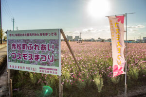 赤松コスモス畑、コスモス、愛知県安城市の観光・撮影スポットの名所