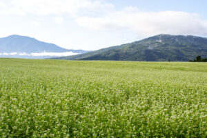 椛の湖自然公園、そば畑、9月秋、岐阜県中津川市の観光・撮影スポットの名所
