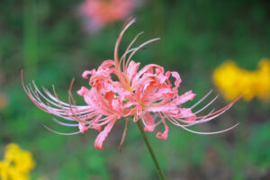 稗田川、リコリス、彼岸花、9月の秋の花、愛知県高浜市の観光・撮影スポットの画像と写真