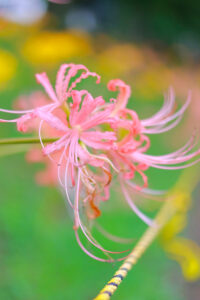 稗田川、リコリス、彼岸花、9月の秋の花、愛知県高浜市の観光・撮影スポットの画像と写真