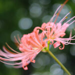 稗田川、リコリス、彼岸花、9月の秋の花、愛知県高浜市の観光・撮影スポットの画像と写真