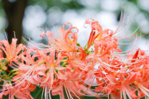 稗田川、リコリス、彼岸花、9月の秋の花、愛知県高浜市の観光・撮影スポットの画像と写真