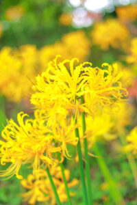 稗田川、リコリス、彼岸花、9月の秋の花、愛知県高浜市の観光・撮影スポットの画像と写真