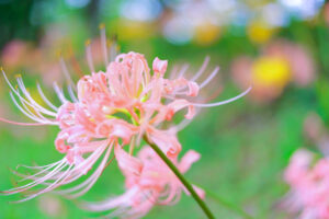 稗田川、リコリス、彼岸花、9月の秋の花、愛知県高浜市の観光・撮影スポットの画像と写真