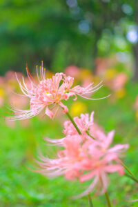 稗田川、リコリス、彼岸花、9月の秋の花、愛知県高浜市の観光・撮影スポットの画像と写真