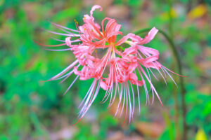 稗田川、リコリス、彼岸花、9月の秋の花、愛知県高浜市の観光・撮影スポットの画像と写真