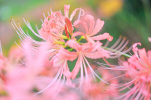 稗田川、リコリス、彼岸花、9月の秋の花、愛知県高浜市の観光・撮影スポットの画像と写真