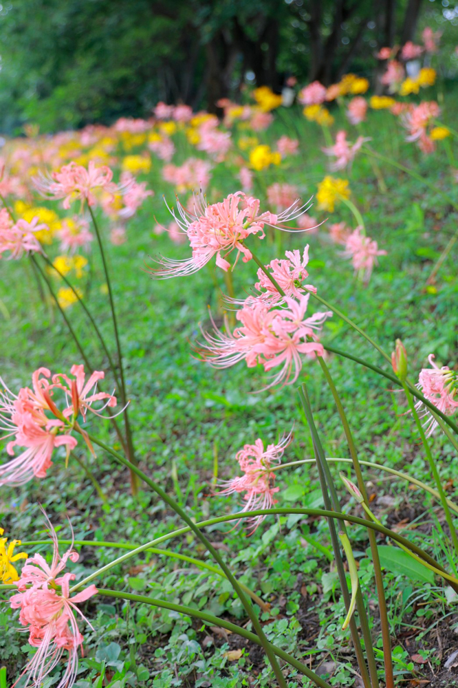 稗田川、リコリス、彼岸花、9月の秋の花、愛知県高浜市の観光・撮影スポットの画像と写真