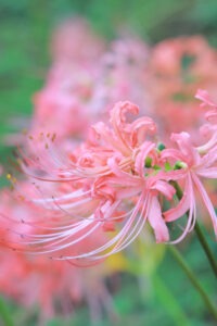 稗田川、リコリス、彼岸花、9月の秋の花、愛知県高浜市の観光・撮影スポットの画像と写真