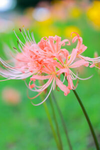 稗田川、リコリス、彼岸花、9月の秋の花、愛知県高浜市の観光・撮影スポットの画像と写真