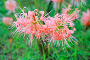 稗田川、リコリス、彼岸花、9月の秋の花、愛知県高浜市の観光・撮影スポットの画像と写真