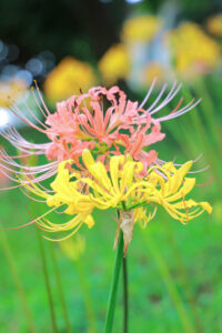 稗田川、リコリス、彼岸花、9月の秋の花、愛知県高浜市の観光・撮影スポットの画像と写真