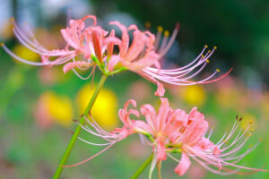 稗田川、リコリス、彼岸花、9月の秋の花、愛知県高浜市の観光・撮影スポットの画像と写真