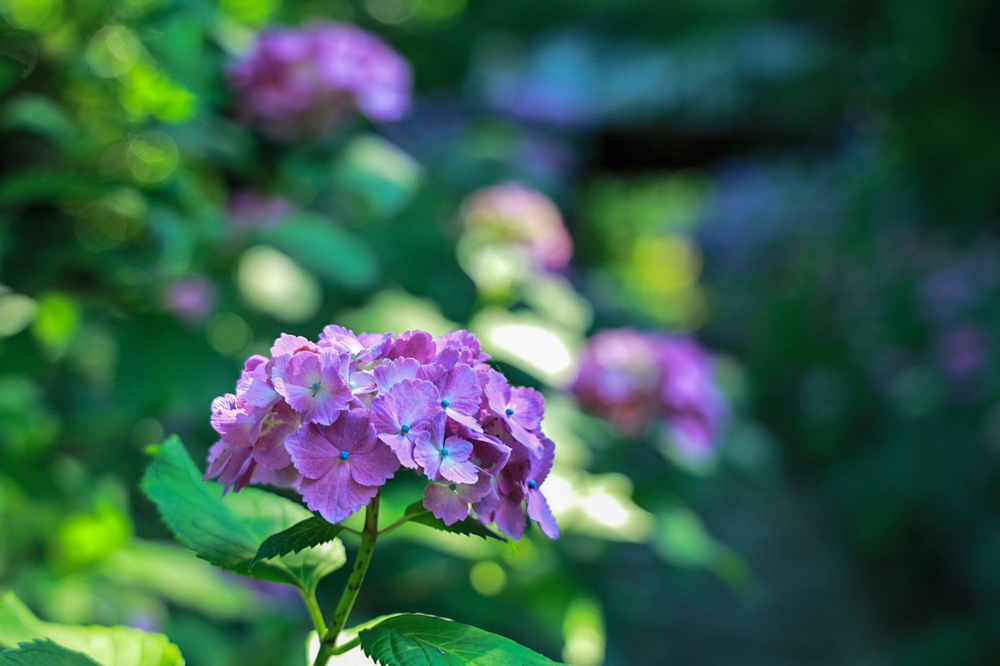 本光寺、あじさい、6月夏の花、愛知県額田郡の観光・撮影スポットの画像と写真