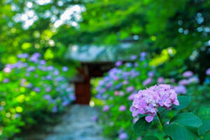 本光寺、あじさい、6月夏の花、愛知県額田郡の観光・撮影スポットの画像と写真