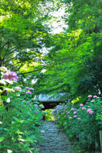 本光寺、あじさい、6月夏の花、愛知県額田郡の観光・撮影スポットの画像と写真